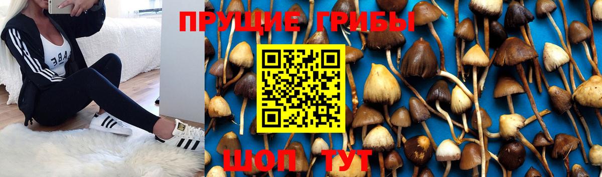 Псилоцибиновые грибы прущие грибы Гудермес